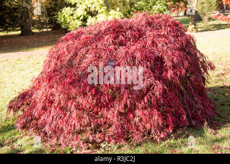 Japanese maple tree in autumn colour, Acer Palmatum, National arboretum, Westonbirt arboretum, Gloucestershire, England, UK 'Dissectum Crimson Queen' Stock Photo