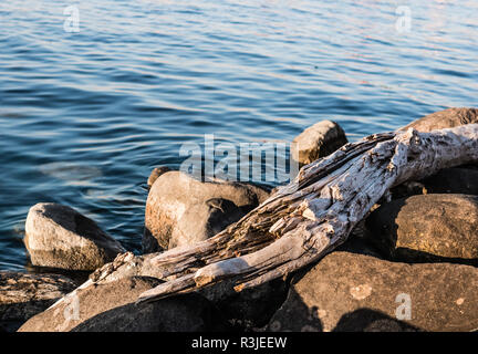 A large piece of drift wood sitting on top of rocks. Stock Photo