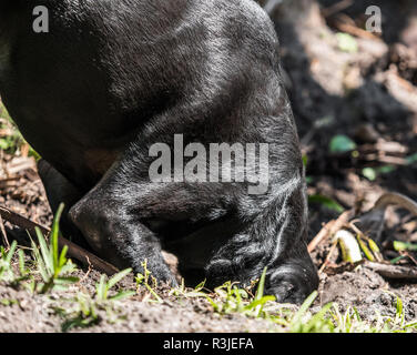 Large black dog digging a hole in dirt with his head halfway in it. Stock Photo