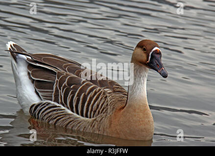 swan goose on the neckar in heidelberg Stock Photo