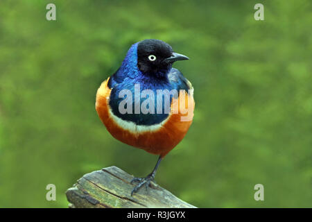 superb starling lamprotornis superbus Stock Photo