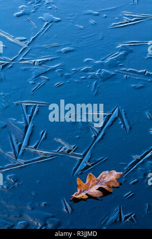 fallen autumn leaves on ice patterns in frozen pool / pond / lake with varied shapes in surface due to differing freeze conditions Stock Photo