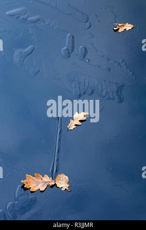 fallen autumn leaves on ice patterns in frozen pool / pond / lake with varied shapes in surface due to differing freeze conditions Stock Photo