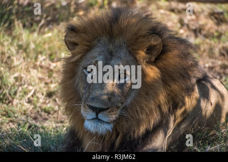 Africa, Botswana, Moremi Game Reserve. Close-up of male lion. Credit as: Jones & Shimlock / Jaynes Gallery / DanitaDelimont.com Stock Photo