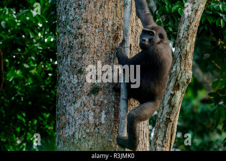 Western lowland gorilla (Gorilla gorilla) in Marantaceae forest. Odzala-Kokoua National Park. Cuvette-Ouest Region. Republic of the Congo Stock Photo