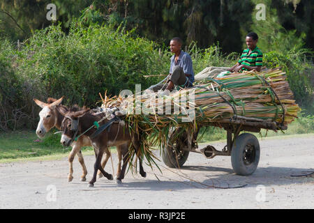 Donkey cart carrying corn, Great Rift Valley, Ethiopia Stock Photo