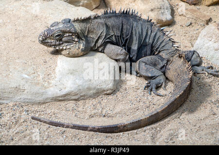 Cuban ground iguana - Cyclura nubila lying on the rock. Stock Photo