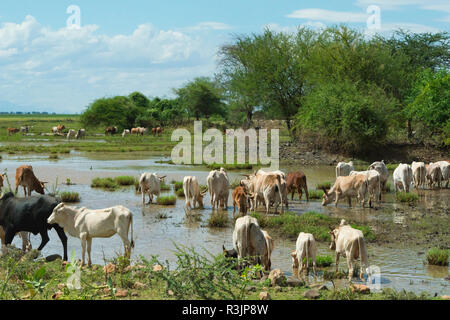 Cattle grazing, Omo Valley, between Turmi and Arba Minch, Ethiopia Stock Photo