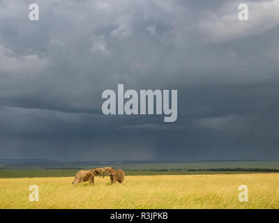 Africa, Kenya, Maasai Mara National Reserve. Storm clouds over elephants at sunset. Credit as: Bill Young / Jaynes Gallery / DanitaDelimont.com Stock Photo