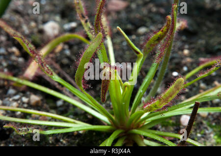 Sydney Australia, sundew plant with sticky mucilage to catch insects Stock Photo