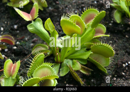 Sydney Australia, Venus flytrap in garden bed Stock Photo