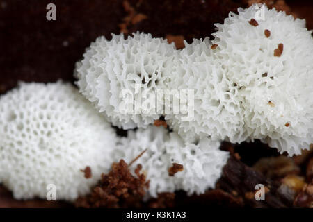 Coral slime mold,  Ceratiomyxa fructiculosa var. porioides Stock Photo