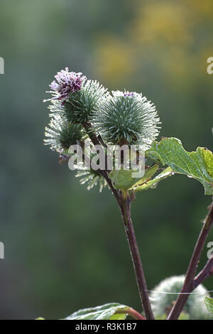 Arctium lappa, commonly called greater burdock, lappa, beggar's buttons, thorny burr, or happy major, traditional medicinal plant Stock Photo
