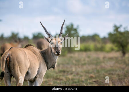 Common eland looking back in Kruger National park, South Africa ; Specie Taurotragus oryx family of Bovidae Stock Photo