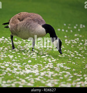 canada goose on daisy meadow Stock Photo