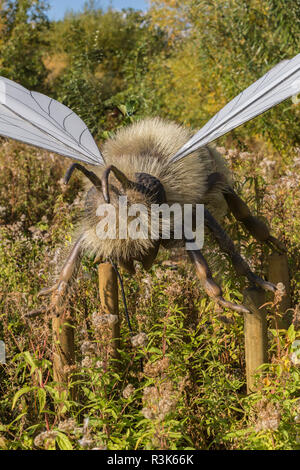 Large Insect Model Fly Giant model of a Fly at Slimbridge Stock Photo - Alamy