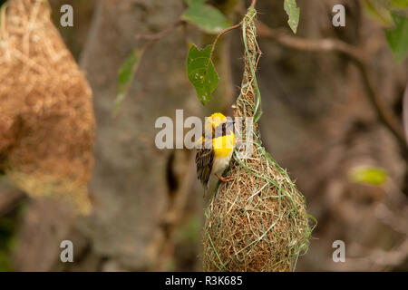 Baya weaver with nest, Ploceus philippinus, Pune. Maharashtra, India. Stock Photo