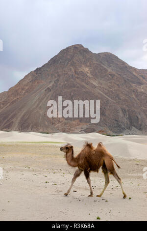 The Bactrian camel, Camelus bactrianus, is a large, even-toed ungulate native to the steppes of Central Asia, Pangong Lake, Jammu and Kashmir, India. Stock Photo