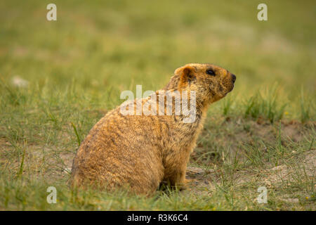 Himalayan Marmot, Marmota himalayana inhabits alpine grasslands throughout the Himalayas and on the Tibetan Plateau Jammu and Kashmir, India. Stock Photo