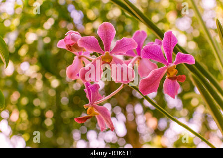 pink orchid flower in nature fresh blooming orchid bud wet after rain Stock Photo