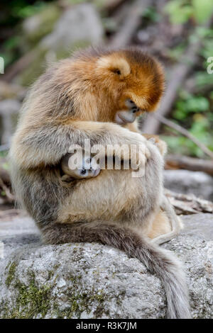 Asia, Shaanxi, Foping National Nature Reserve, golden snub-nosed monkey (Rhinopithecus roxellana), endangered. Mother grooming her baby on her lap. Stock Photo