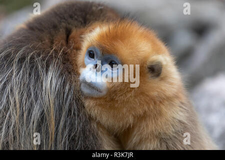 Asia, Shaanxi, Foping National Nature Reserve, golden snub-nosed monkey (Rhinopithecus roxellana), endangered. After a spat, the male hugs the female. Stock Photo