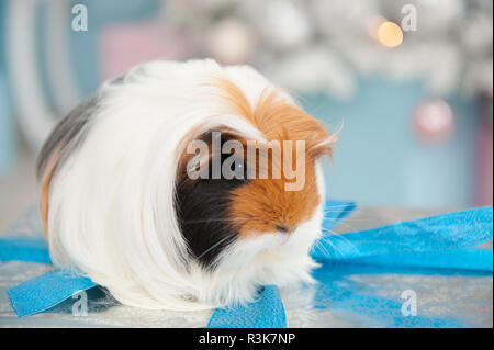 guinea pig sitting on box wrapped among christmas decoration with tree with toys Stock Photo