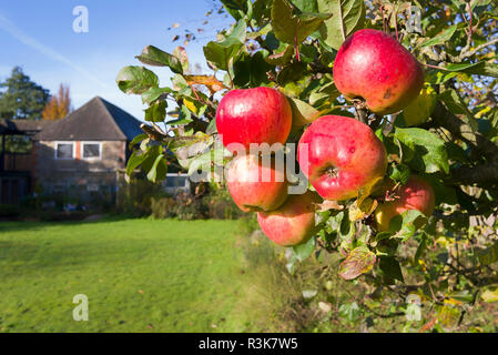Rosy red ripe apples growing on a tree in an English garden in November. Ready for picking and storing over winter. Variety is multi-purpose Stock Photo