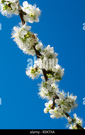 An unnamed damson seedling in flower in Spring in an English garden in UK Stock Photo