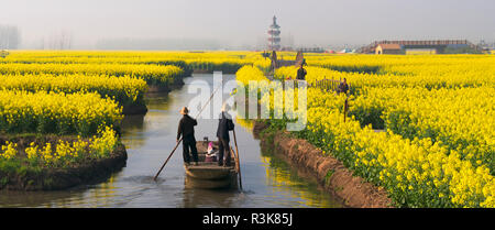 Rowing boat on river through Thousand-Islet canola flower fields, Xinghua, Jiangsu Province, China Stock Photo