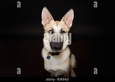 Studio Pet Portrait of a Beautiful Young German Shepherd Dog in Studio against a Black Backdrop. Stock Photo