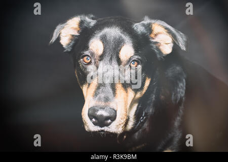 Handsome Black and tan Rescue Dog poses in Studio against a Black Background
