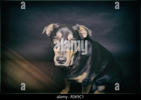 Handsome Black and tan Rescue Dog poses in Studio against a Black Background
