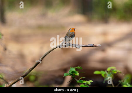 European Robin, or Robin Redbreast, Erithacus Rubecula sitting on a tree branch Stock Photo