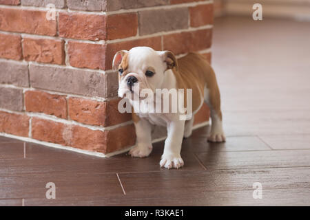 Funny sleeping red white puppy of english bull dog close to brick wall and on the floor looking to camera.Cute doggy with black nose colorful body sit Stock Photo