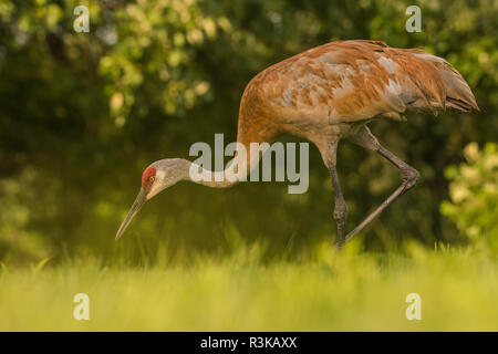 A sandhill crane (Grus canadensis) keeping its eyes on the ground as it walks through a field foraging for food. Stock Photo