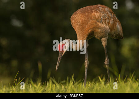 A sandhill crane (Grus canadensis) keeping its eyes on the ground as it walks through a field foraging for food. Stock Photo