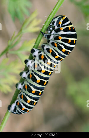 caterpillar from dovetail papilio machaon Stock Photo