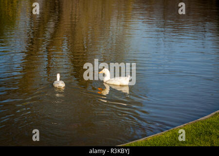 green park with cypresses,plants and reeds Stock Photo