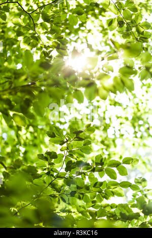 sun through the green leaves of the canopy of a tall deciduous tree outdoors in the woods in nature Stock Photo