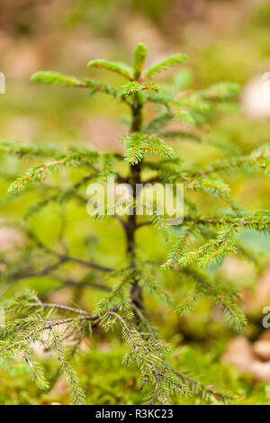 sun through the green leaves of the canopy of a tall lawn outdoors in the forest in nature Stock Photo