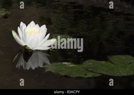 water lilies Stock Photo
