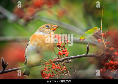 Closeup of a male brambling bird, Fringilla montifringilla, in winter plumage feeding orange berries of Sorbus aucuparia, also called rowan and mounta Stock Photo