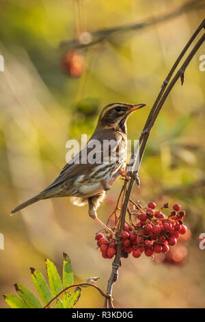 A redwing bird, Turdus iliacu, eating orange berries of Sorbus aucuparia, also called rowan and mountain-ash in a forest during Autumn season Stock Photo