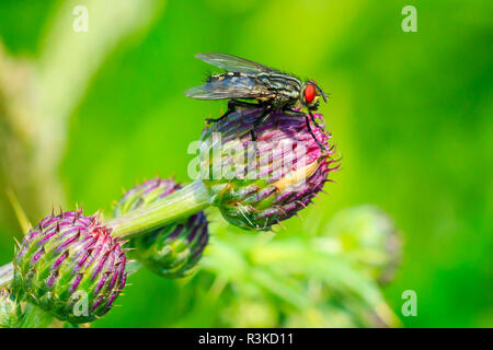 Red eyed flesh fly Sarcophagidae pollinating on pink thistle flowers Stock Photo