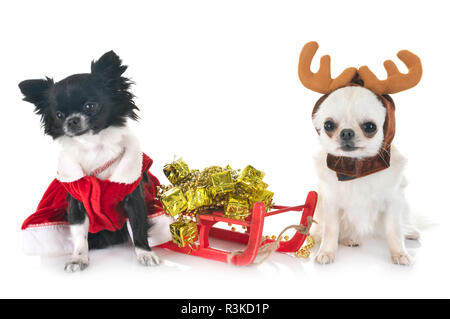little chihuahuas in front of white background Stock Photo