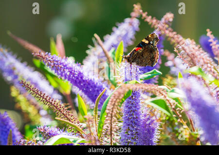 Red Admiral butterfly, Vanessa atalanta, feeding nectar on a purple flowers in a garden. Stock Photo