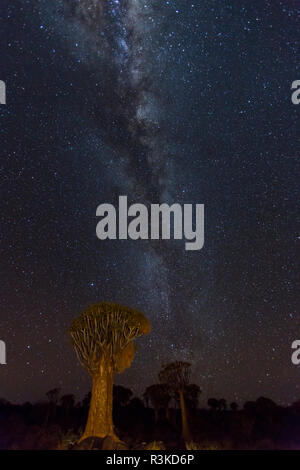 Africa, Namibia, Keetmanshoop. Quiver trees and Milky Way. Credit as: Wendy Kaveney / Jaynes Gallery / DanitaDelimont.com Stock Photo