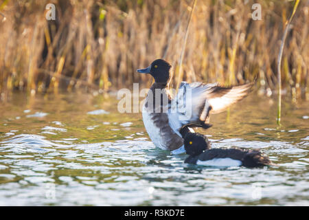 Closeup of a tufted duck, Aythya fuligula, swimming on a lake in Autumn Stock Photo