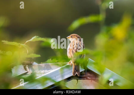 House Sparrow bird (passer domesticus) foraging in a hedge on a colorful sunny day Stock Photo